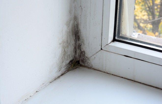 Cómo limpiar el moho de las paredes?